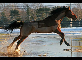 Water Horse