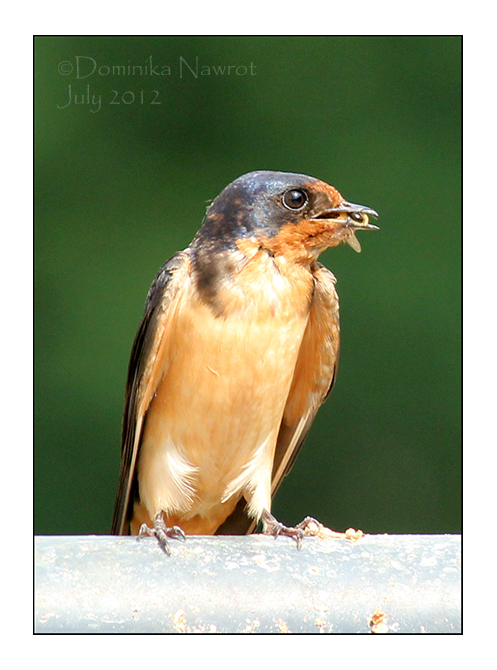 Barn Swallow