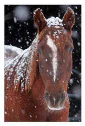 Winter Pony