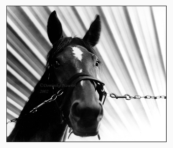 Yearling Headshot