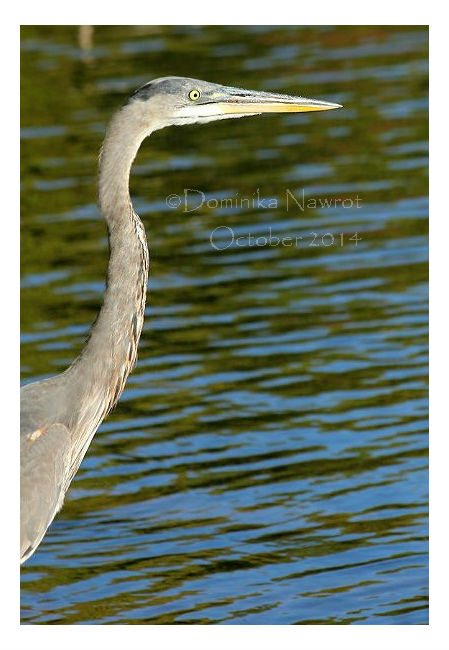 Wild Heron