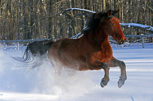 Snow Bounce