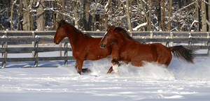 Ozzy and JR in the Snow