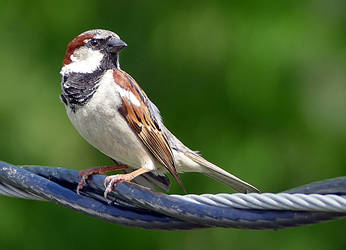 House Sparrow