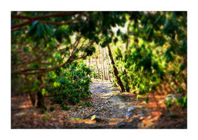 Rhododendron Tunnel