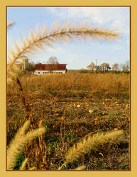 Through the Wheat