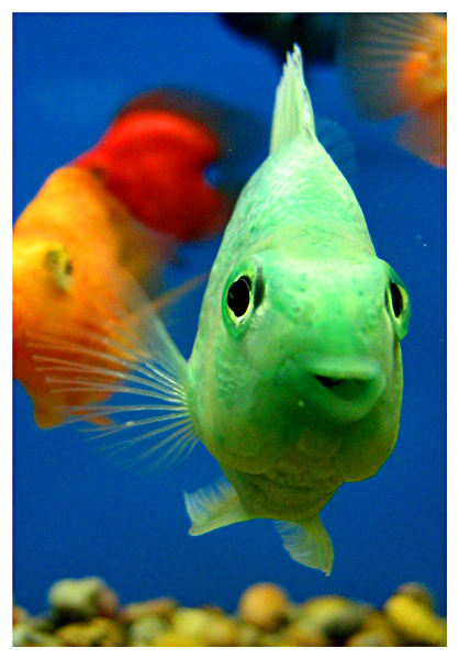 Happy Fish