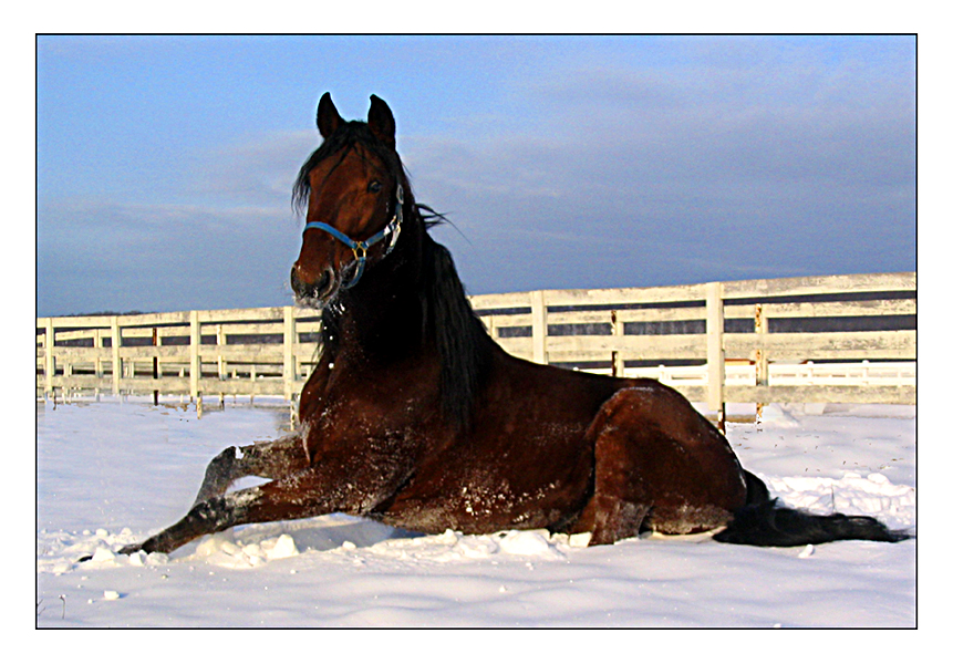 Perky in the Snow