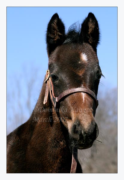 Silky's Filly