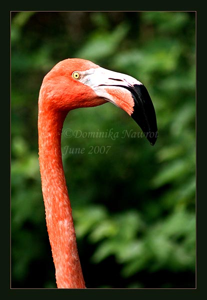 Flamingo Stare