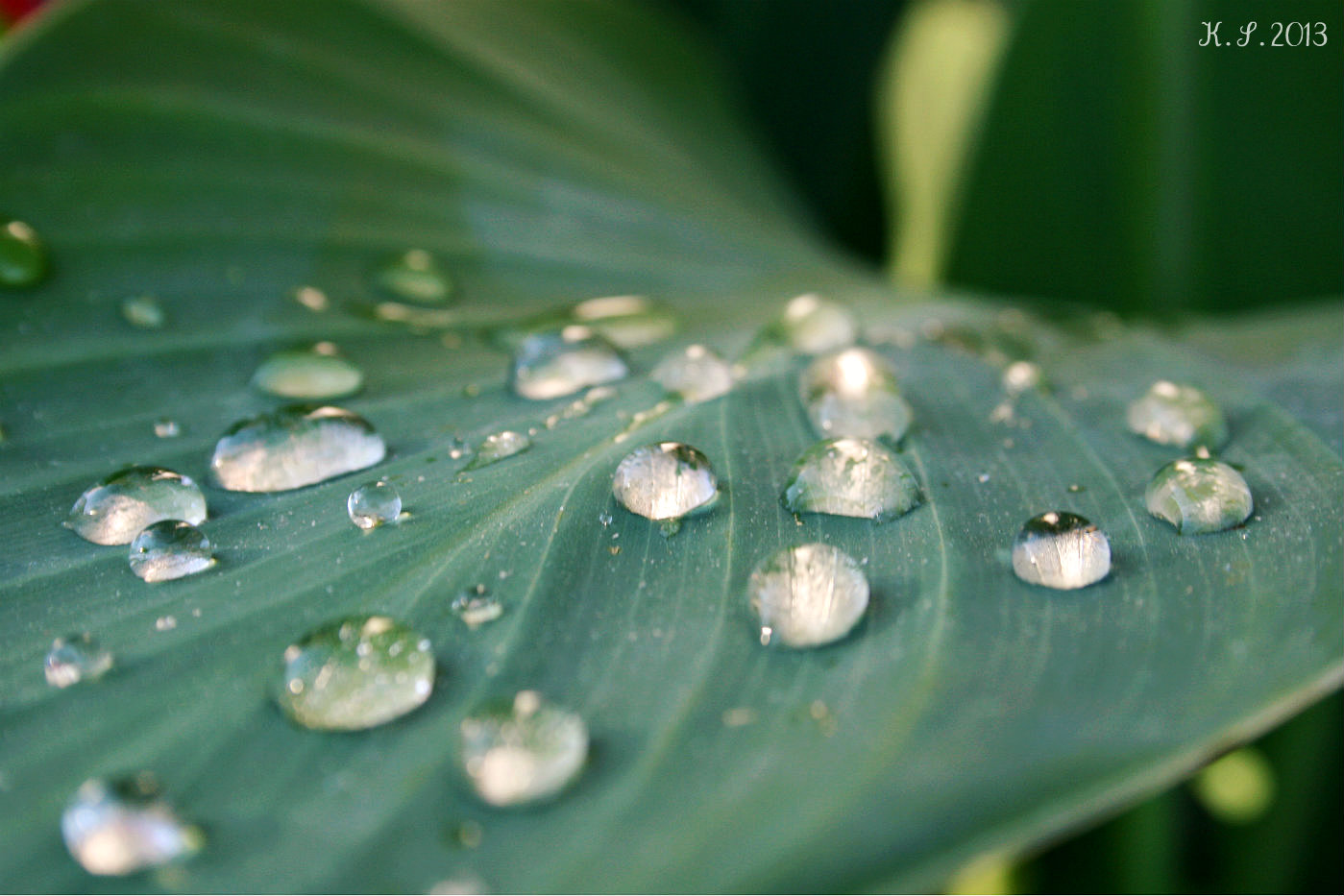 Raindrops II