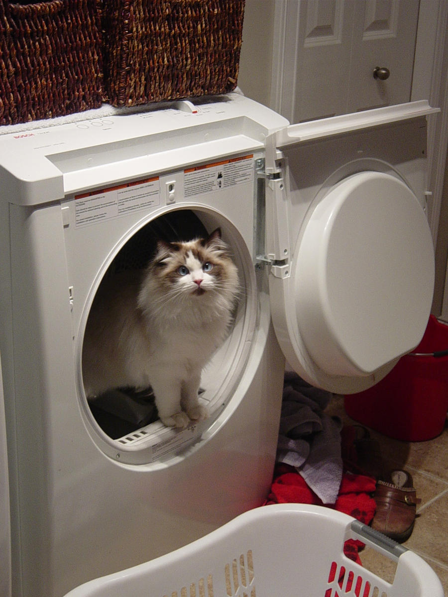 my cat in the dryer