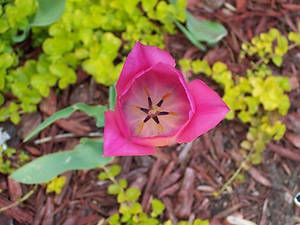 Tulip