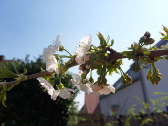 Flowers in the garden