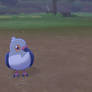 The Pidoves Have Begun to Bond with Each Other!