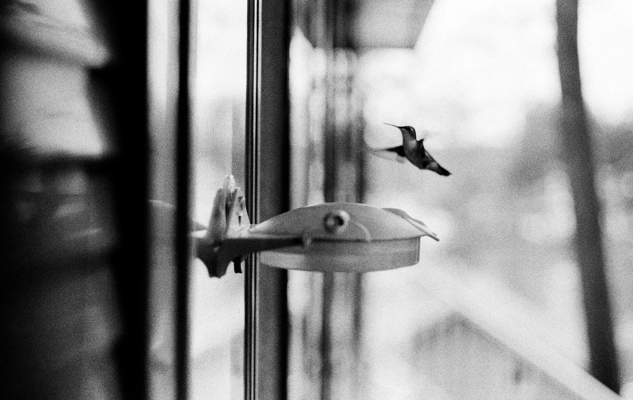 hummingbird by Adrienneknott