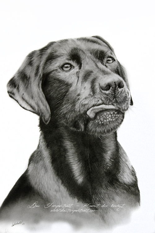 Labrador