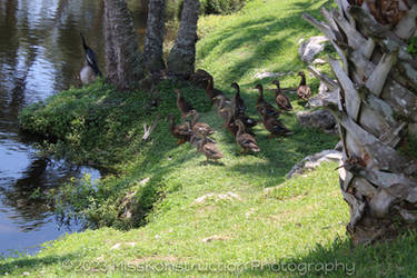 Baby Ducks With Blue Wings