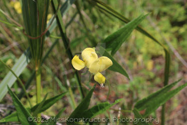 Yellow Flower2