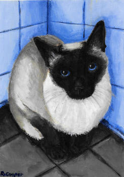 Siamese