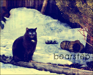 Bearstep Photomanip.