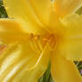 Day Lily