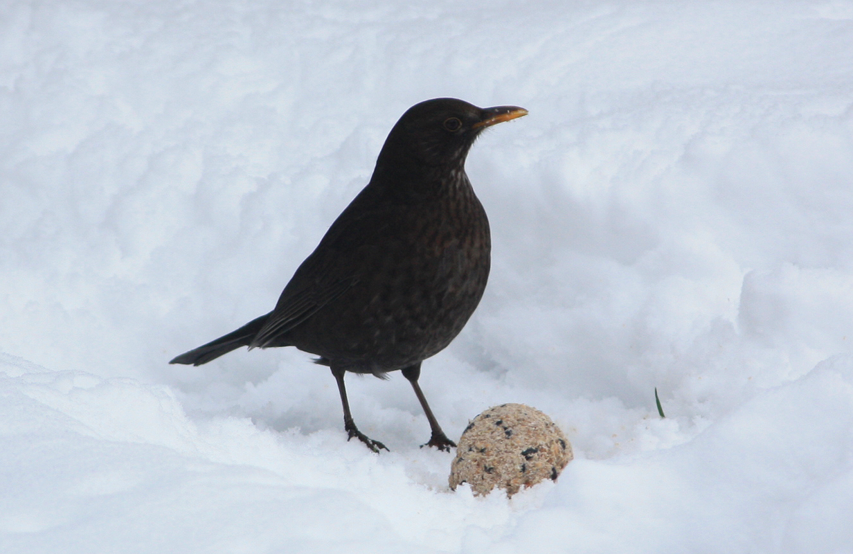 Female Blackbird