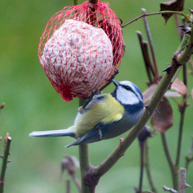 Blue Tit 02-2013