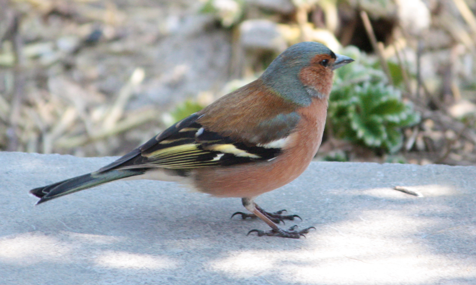 Nature Birds I