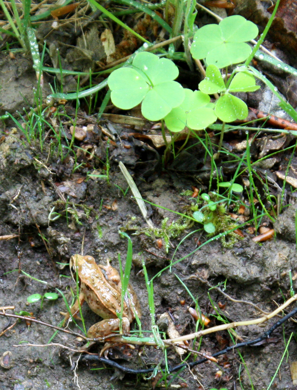 Inhabitant of the Forest