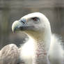 Griffon Vulture