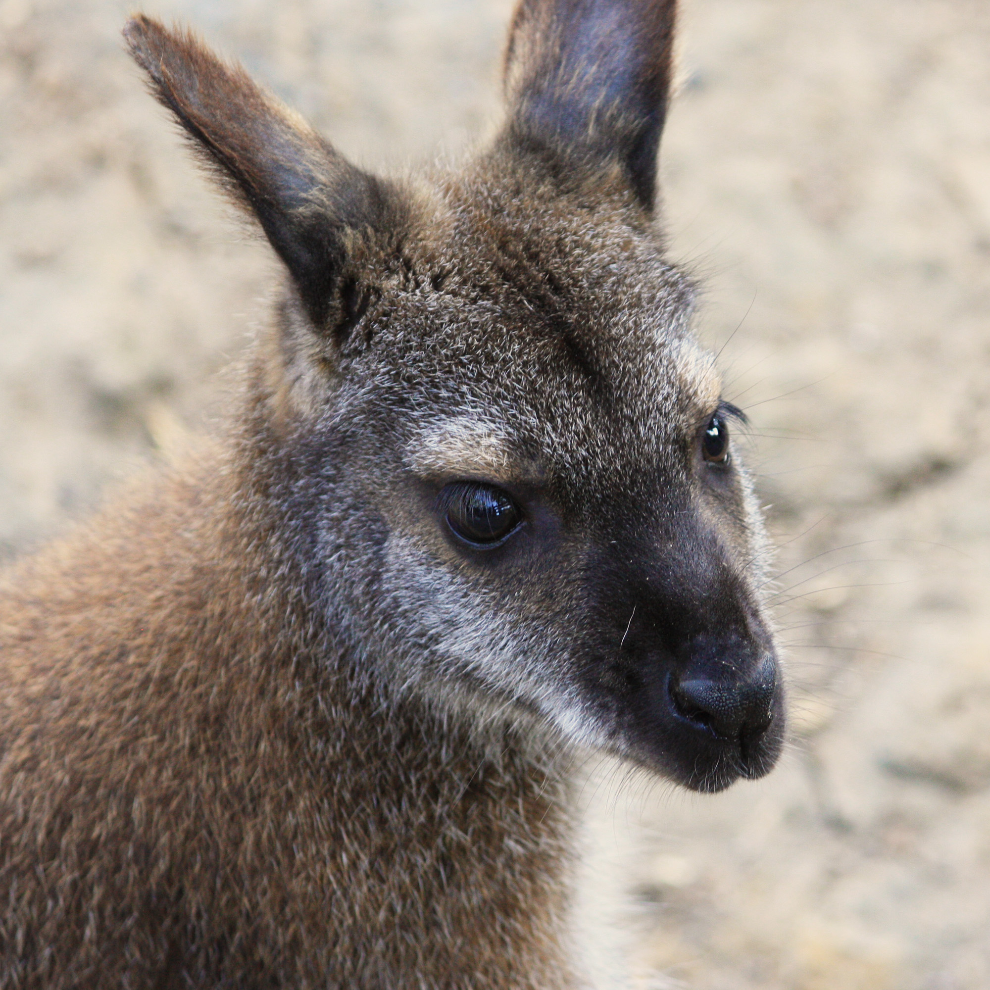 Wallaby