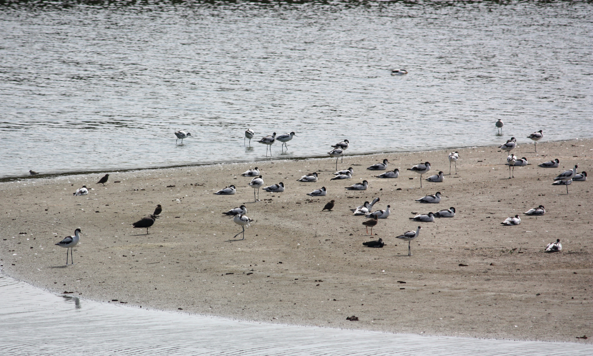 Avocets