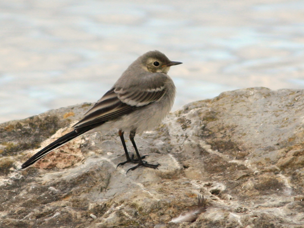 White Wagtail