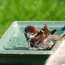 Having a good bath !