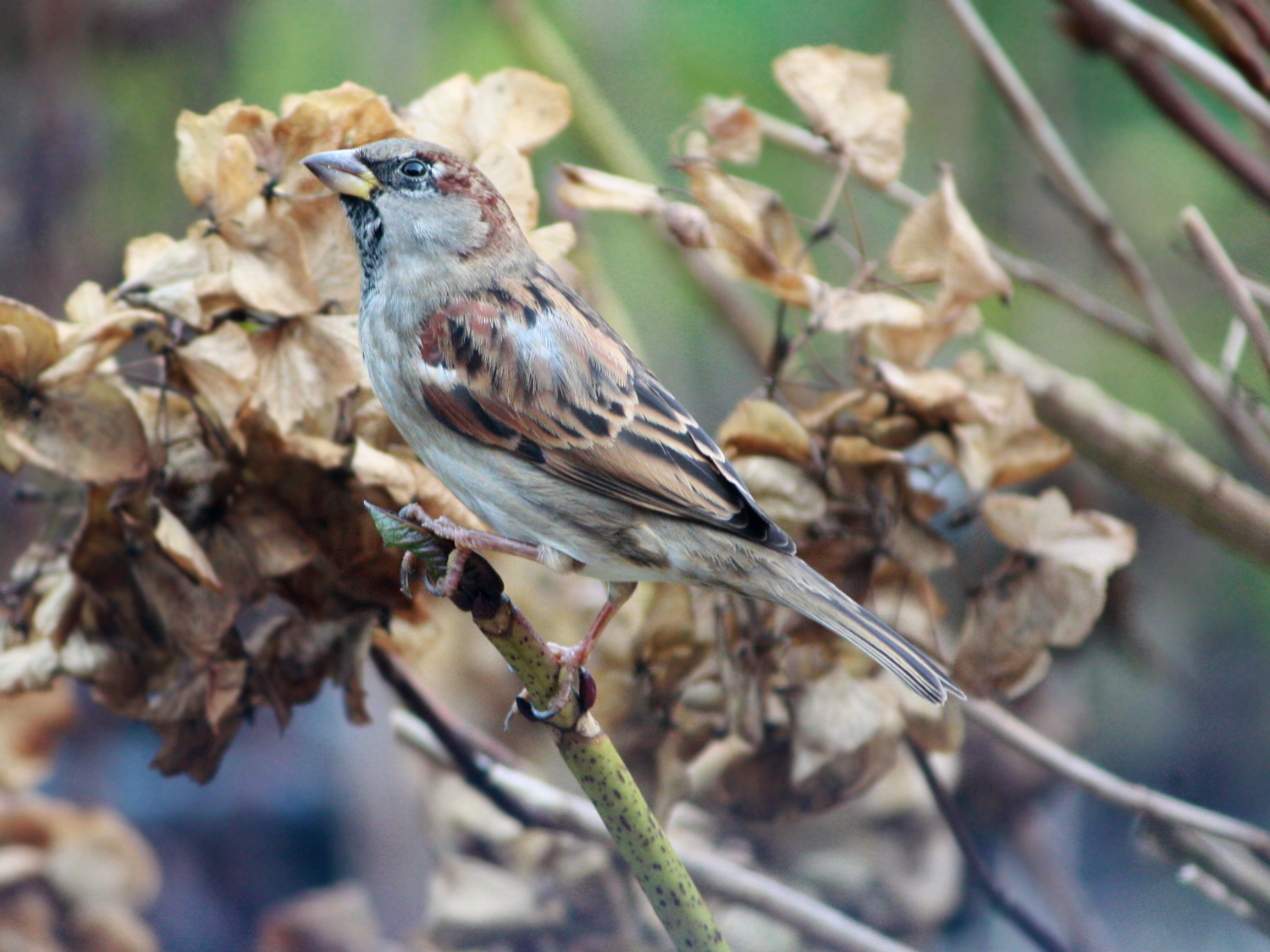 Nature Birds XVIII