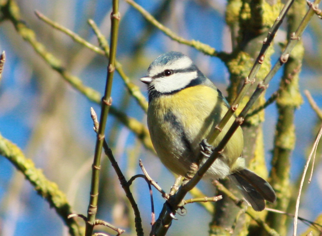 Nature Birds XXVI