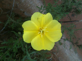 aaCYellowFlower