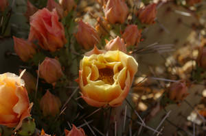 Cactus Bloom (2)
