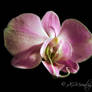 An Orchid 2