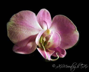 An Orchid 2