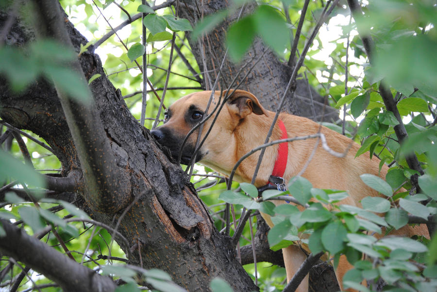 Tree Climbing Dog by Kari-chan622 on DeviantArt