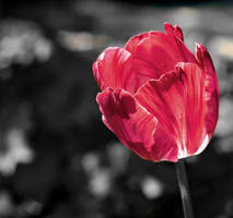 Striking Tulip II