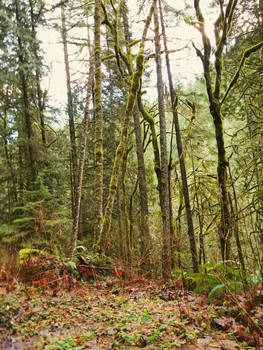 Peaceful Mossy Corner 