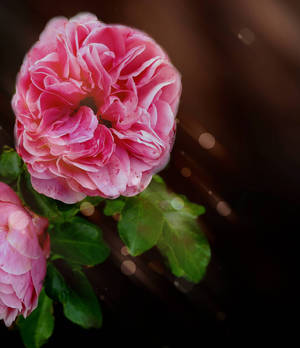 pinkrose1