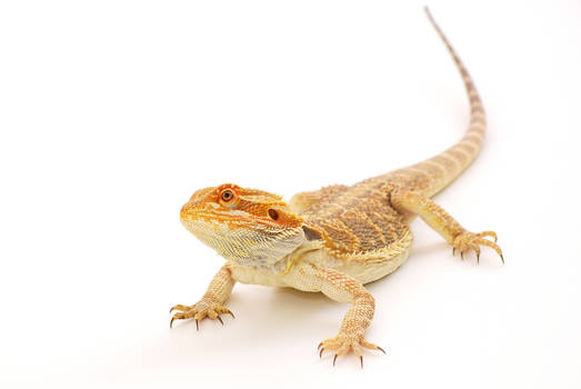 Bearded Dragon