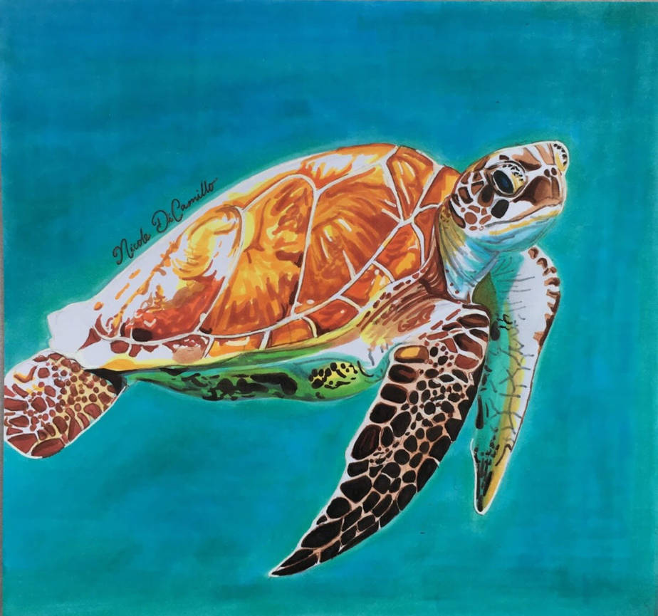 Deviantart Softshell Turtle Turtle by artworkbynik on DeviantArt