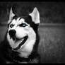 Husky