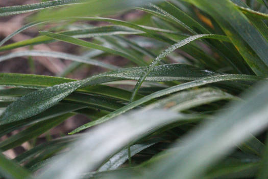 Droplets on Grass