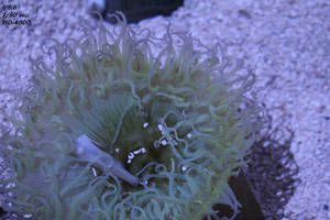 Aquarium Adventure (1)